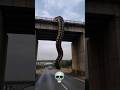 Snakes Version