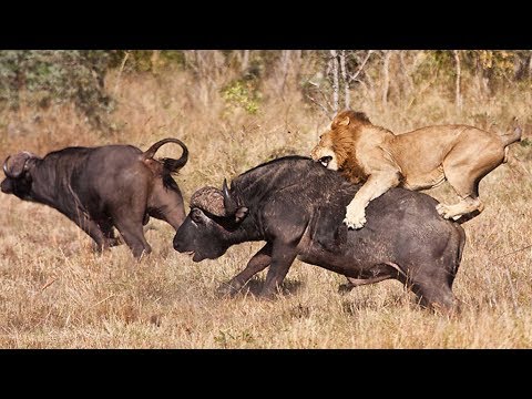 , title : 'Grandes documentales - Viaje hacia el peligro: Búfalo contra león'