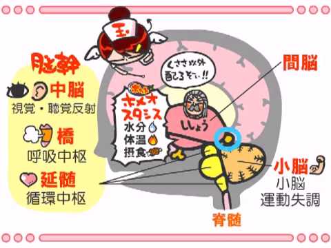 大脳の非対称性について詳しく解説