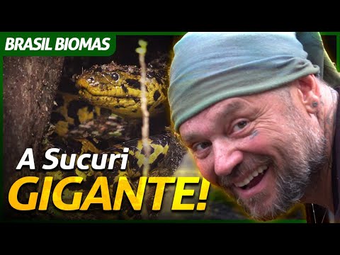 O ENCONTRO COM A SUCURI-AMARELA GIGANTE! | RICHARD RASMUSSEN
