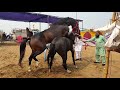 New Horse Mating Video in Pushkar Fair 2019 || Stallion Gabbar sired by Kala kanta mp3