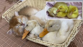 What a surprise!The duckling thinks the kitten is a mother duck!It's warm to sleep tight.Cute animal