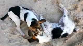 shades of grey on the beach for the dog in Lamai on Koh Samui