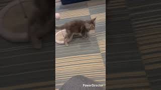メインクーンのあかねちゃん（元気いっぱい！）