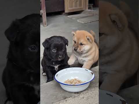 黑汪：哥你快吃吧，別裝不餓了。.