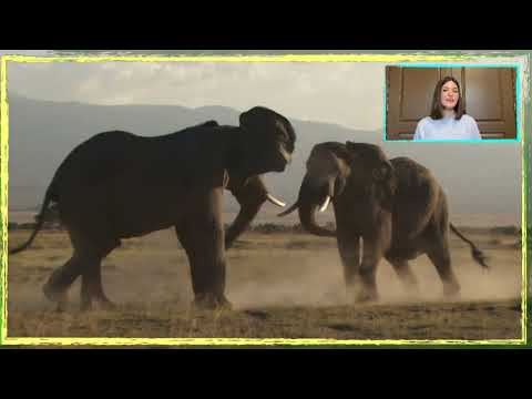 RAGING Bull Elephants! WHY Bulls Fight for Superiority?