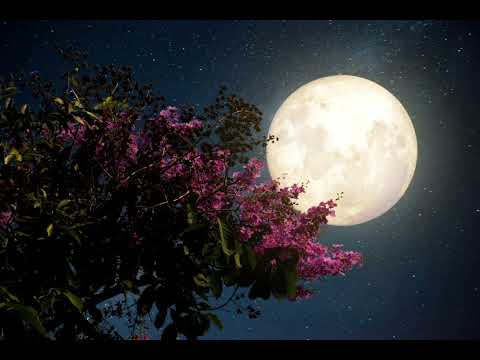 Las noches son tristes - Angel y Kris ft Divino (letra)