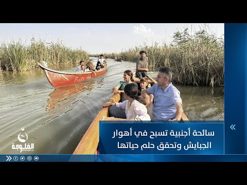 شاهد بالفيديو.. مع الجاموس .. سائحة أجنبية تسبح في أهوار الجبايش لتحقق حلمها