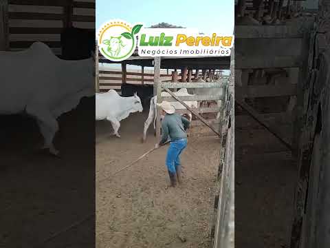 Apartando os bezerros das vacas #Boiadeiro#Boibravo#Agro#Touro#Nelore#Vidanaroça #rodeio#montaria