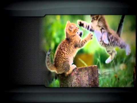 Modded Original Xbox Demo  Part 3 of 4