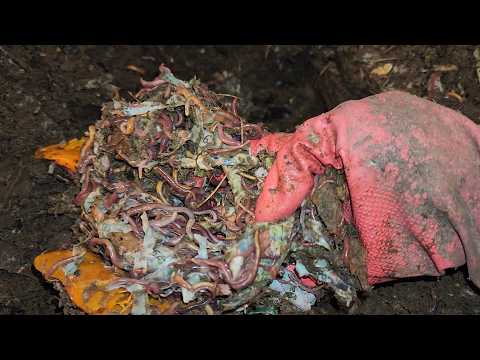 Mixed Worm Bin 1 Check-In & Feeding After 10 Days 12 February 2025 #vermicomposting #wormfarm