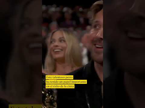 Messi, el border collie de 'Anatomía de una caída', el perro protagonista I OSCARS I La Vanguardia