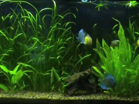 Busy Discus Fish Tank