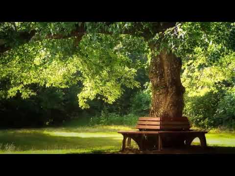 Beautiful Relaxing Music  Pachelbel   Forest Garden