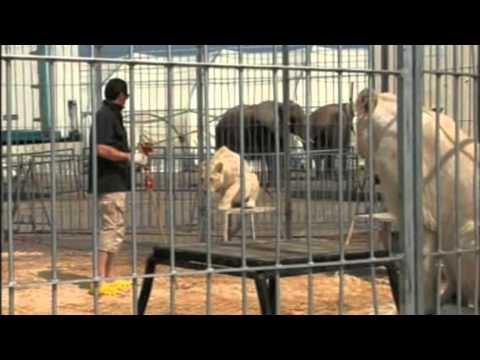 Lion Training with Martin Lacey