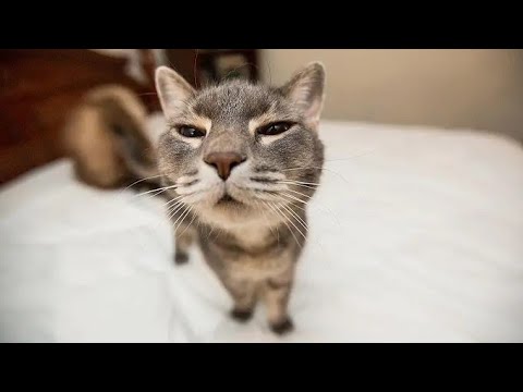 Try Not To Laugh 😂 Funniest Cat Moments Compilation | Viral Cat Videos 🐱💥