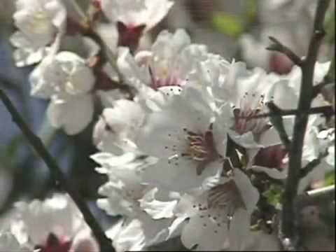 Ancient Warriors - The Spartans (1of3).mp4