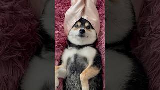 ASMR | Manyu's Immersive Care SPA - Rosy Mood