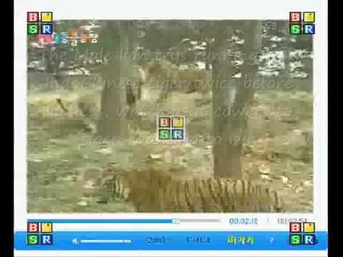 Sumatran Tiger owns Male African lion. Lion runs and submits