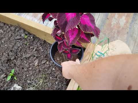 En kort titt i vår odlingstunnel.