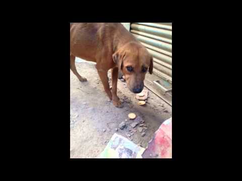 Friends of Nepal's Street Dogs