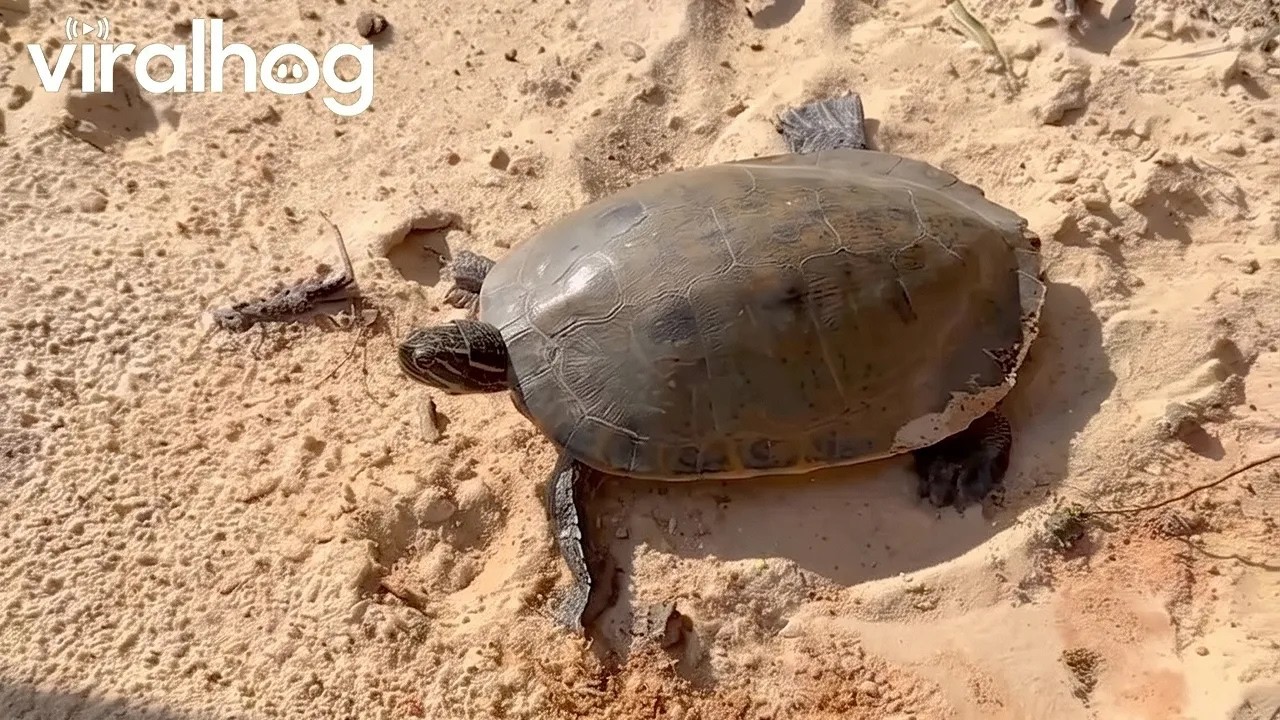 Helping a Flipped Turtle During a Fishing Tournament || ViralHog