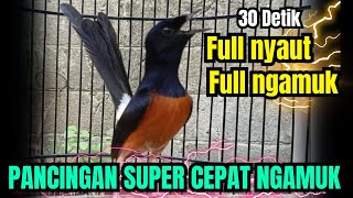 Download lagu 30DETIK PANCINGAN murai batu gacor PAGI SIANG MALAM AMPUH buat PANCINGAN murai batu agar cepat bunyi mp3 Download lagu 30DETIK PANCINGAN murai batu gacor PAGI SIANG MALAM AMPUH buat PANCINGAN murai batu agar cepat bunyi mp3