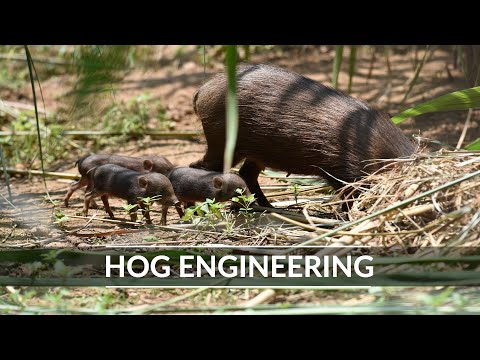 Pygmy Hogs: Hog Engineering | Best Homemaking Tips | Kaziranga | @RoundglassSustain