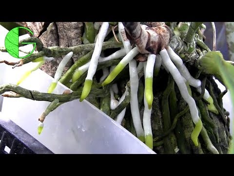 download lagu mp3 mp4 Best Rooting Hormone For Orchids, download lagu Best Rooting Hormone For Orchids gratis, unduh video klip Best Rooting Hormone For Orchids
