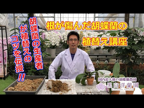 蘭の気根を切断することは許可されますか? トピックス