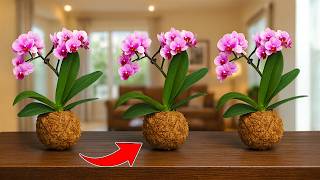 Use This Instead of Orchid Soil — Orchids Will Bloom Abundantly and Grow New Roots!