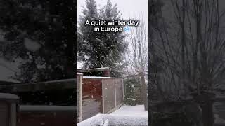 Snowfall in the garden.  #snow #winter #quietmoments