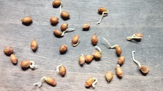 কমলা বীজ থেকে চারা তৈরি how to make komolar bij theke chara  কমলা বীজ অঙ্কুরোদগম