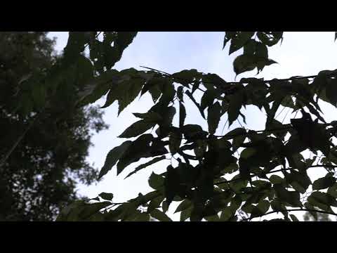 Joro Spiders Rise in Georgia