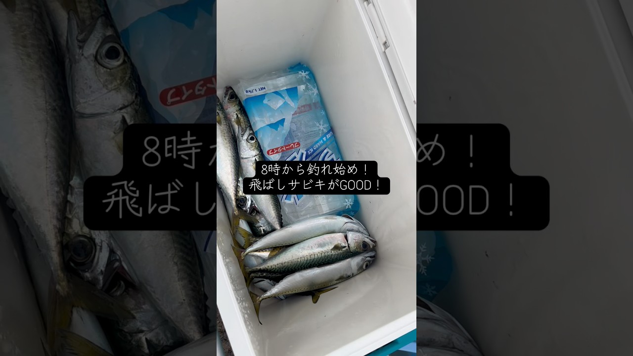 3/30 今日も汐見埠頭で #釣り #フィッシングマックス泉大津店