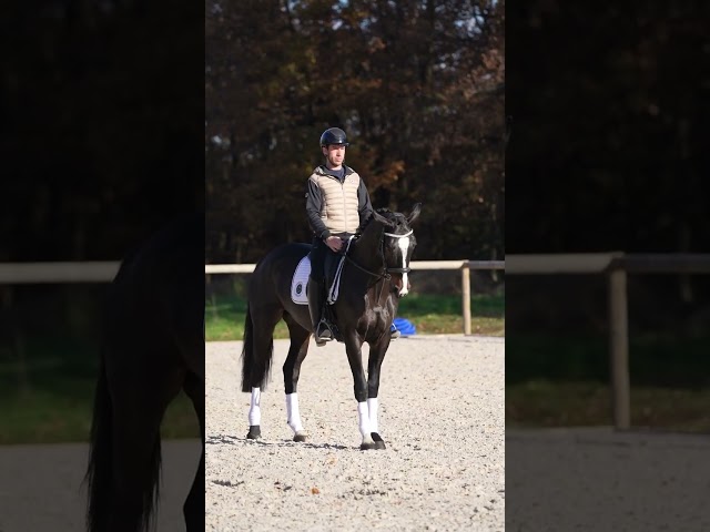 Jument Oldenbourg 5 ans 