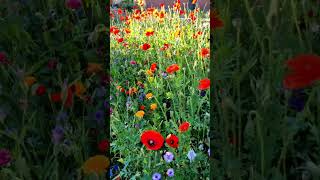 What a beautiful day? Start a very good day with beautiful flowers in the morning. Goodmorning.