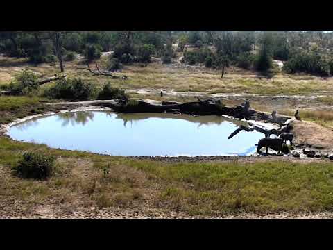 Djuma: Warthog family - 06/01/18