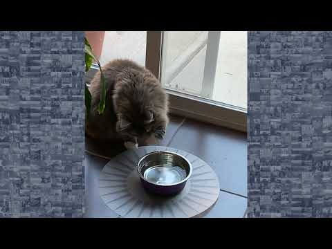 Cat Can't Quite Grasp How to Drink From Water Bowl - YouTube