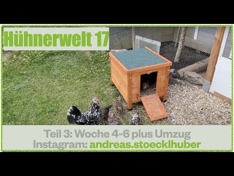 Hühnerwelt 17 Kunstbrut mit Naturbrut Aufzucht - Ein Versuch mit meinen Steinpiperl Teil 3 05-5021