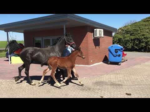 Balou- Bel Amour Fohlen