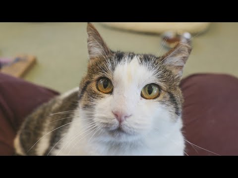 PAWS Chicago Pet of the Week: Phineas - YouTube