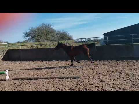 4 Year Old 15'2 Sligo Candy Boy X Cooper VDH - Image 2