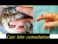 Crazy Cats Bite The Hands Of Its Mom And Dad Terrible Cats Bite Very Angry Cat NEW HD