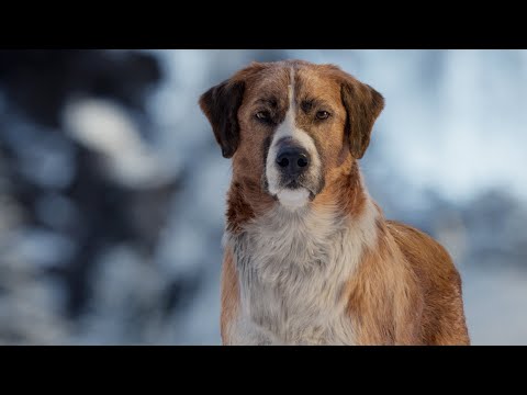 [콜 오브 와일드] '절대 멈추지마' 본편클립 영상