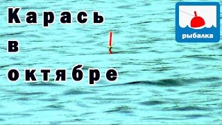 Ловля карася в конце октября на озере