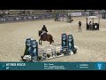 Vends cheval de sport de 8 ans
