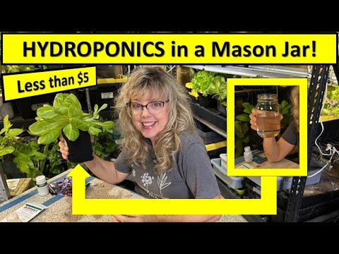 CHEAP and EASY Hydroponics for Beginners 