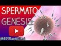 Understanding Spermatogenesis: The Process of Sperm Production