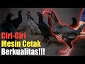 Cara Memilih Indukan Ayam Betina Yang Bagus